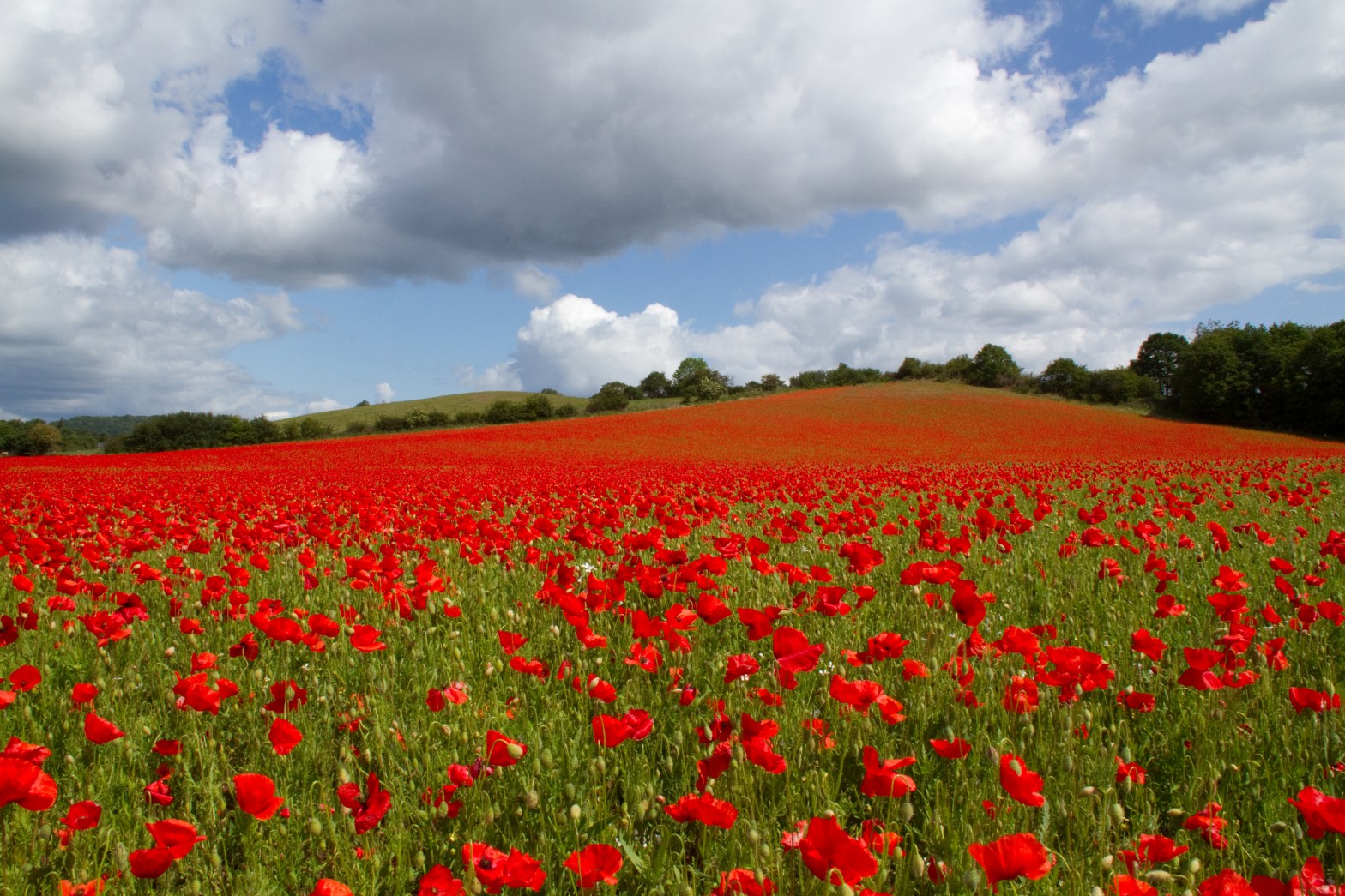 By Tony Hisgett from Birmingham, UK (Poppies again 1 Uploaded by Magnus Manske) [CC-BY-2.0 (httpcreativecommons.orglicensesby2.0)] via Wikimedia Commons